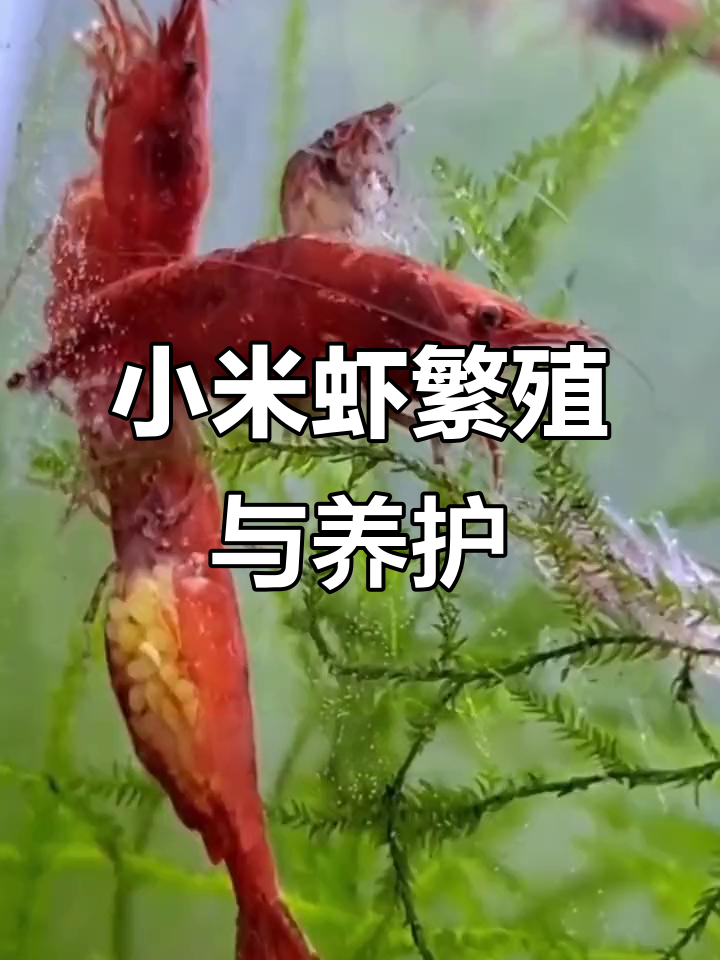 小米虾爆缸全攻略:从孵化到成长,轻松体验养虾乐趣