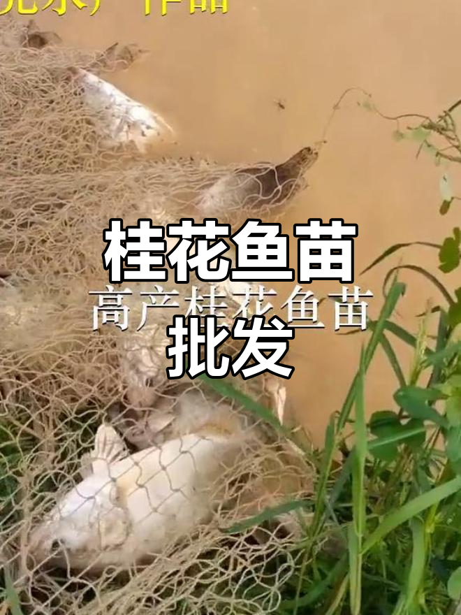 桂花鱼苗批发，广州佛山深圳均有供应