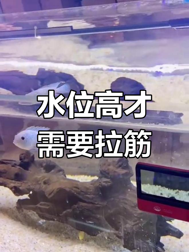 鱼缸拉筋到底需不需要?水位决定是否加!