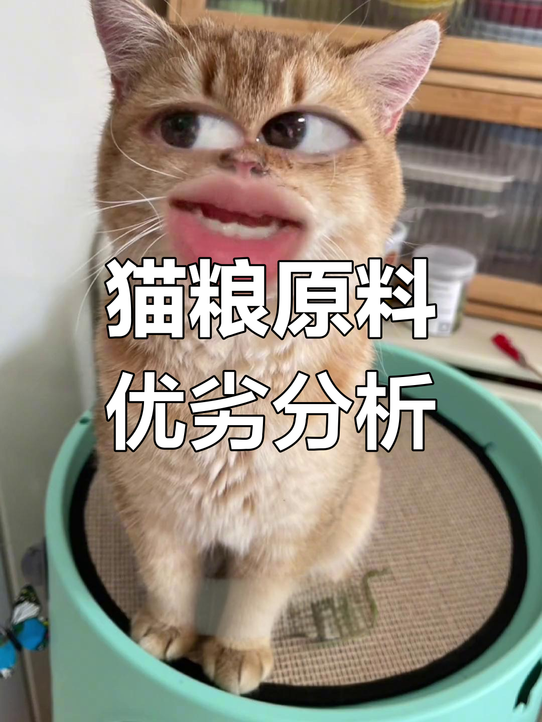 猫粮原料大揭秘:从肉骨粉到鲜肉的全方位解析
