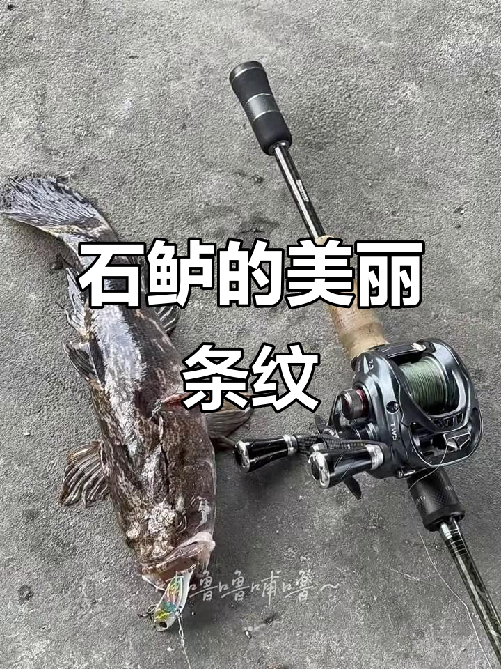 斑马纹石鲈,独特花纹引人注目