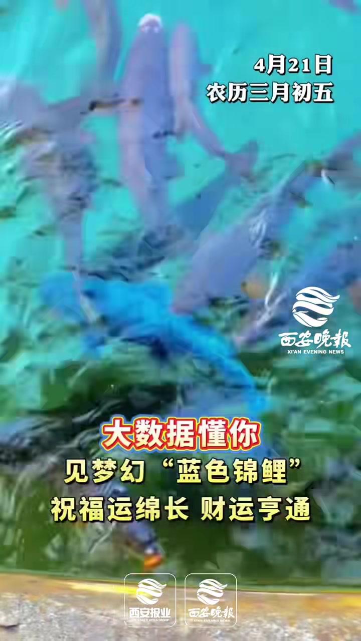 4月21日，农历三月初五。见梦幻“蓝色锦鲤”，祝福运绵长，财运亨通