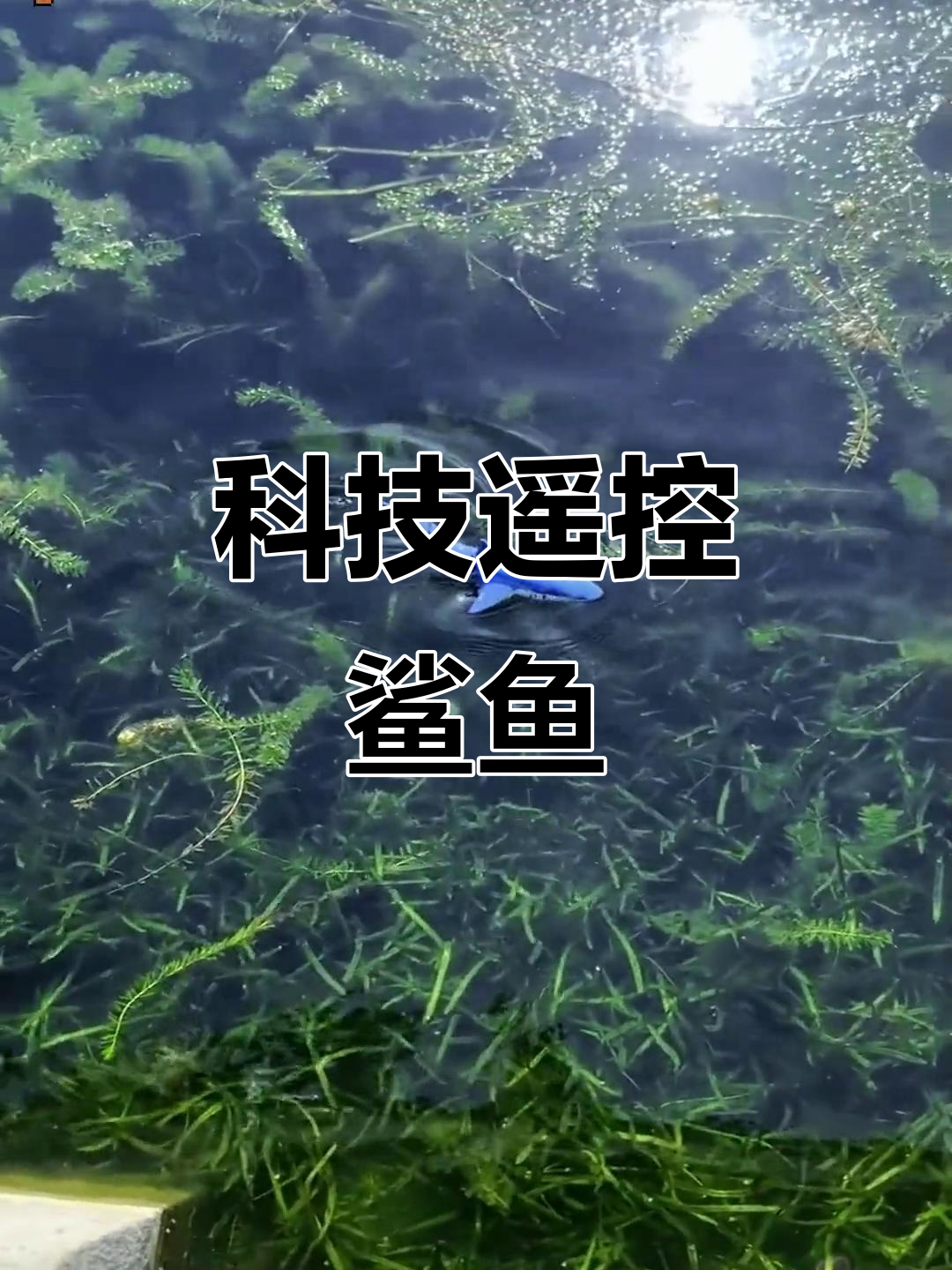 这款电动鲨鱼喷水,科技感十足,夏日玩乐必备!