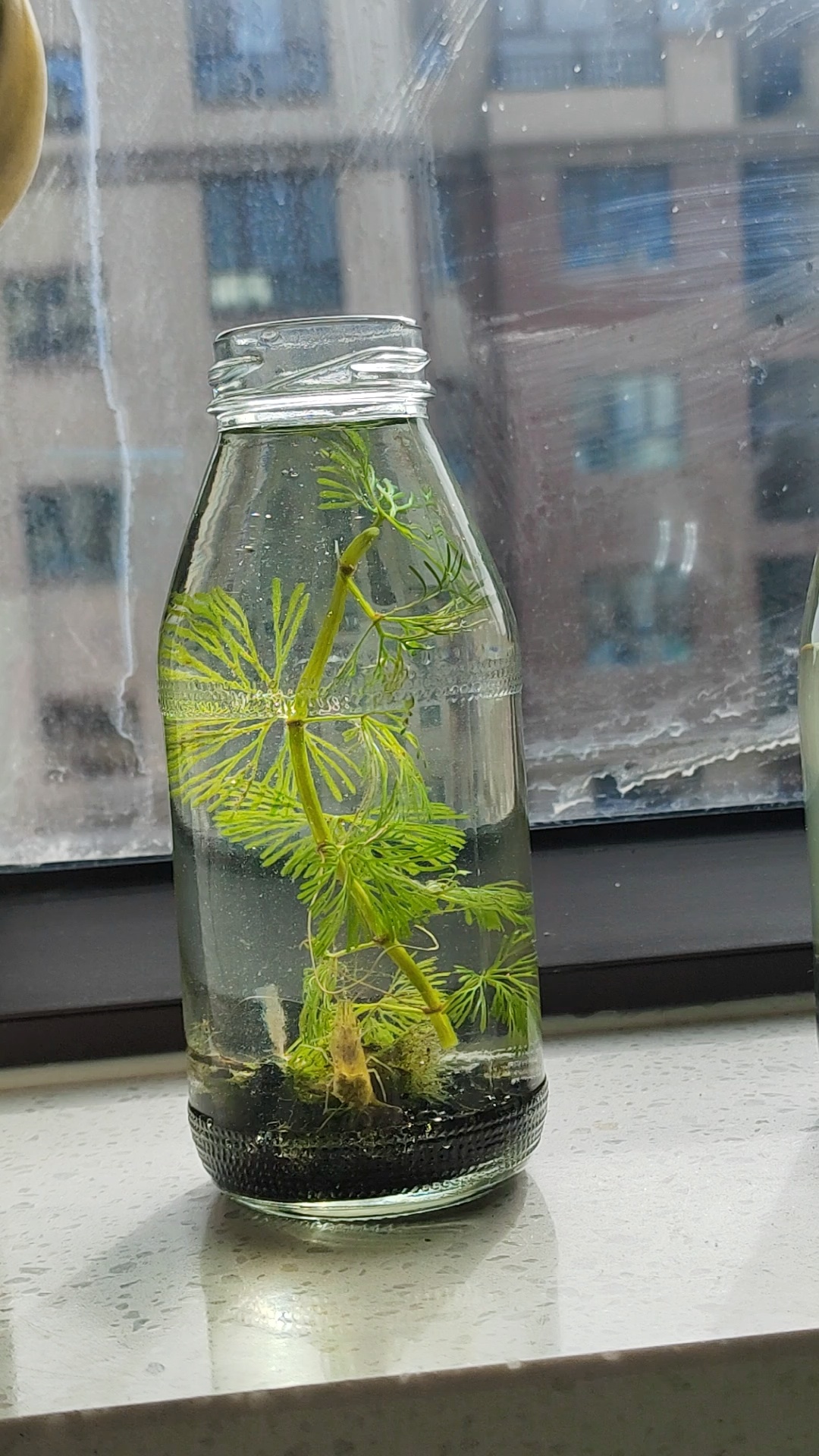 记录一只抱卵的黑壳虾