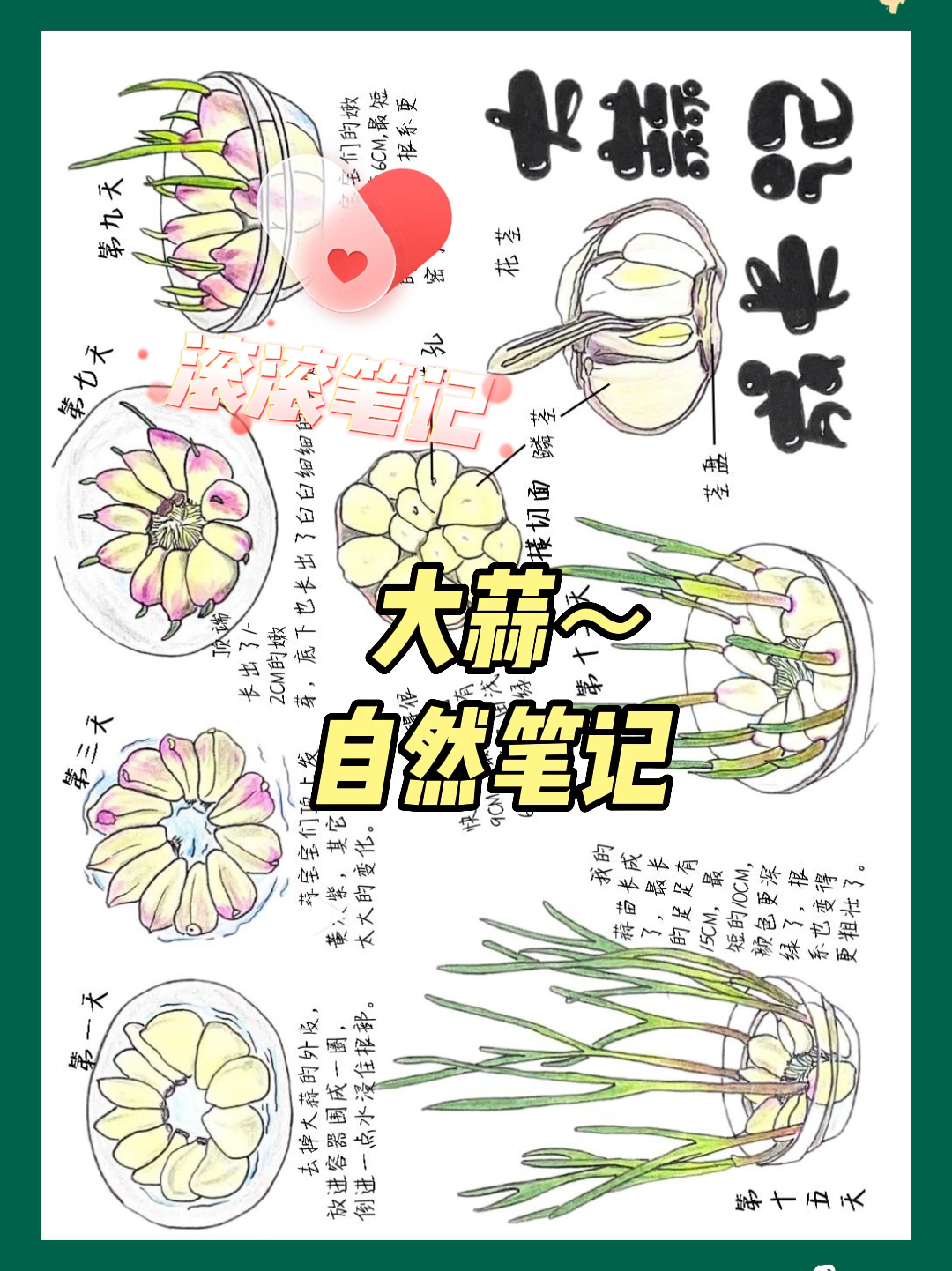 自然笔记～大蒜成长记