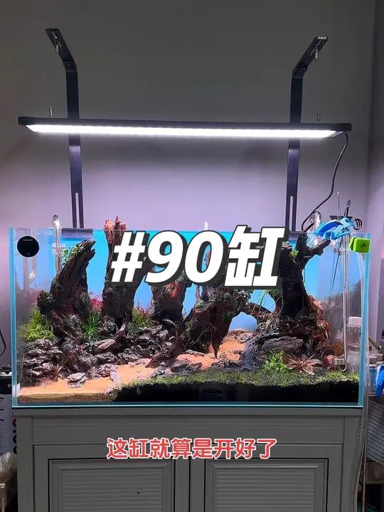 90缸开好啦 鱼缸里的大自然 观赏鱼 鱼缸造景 造景 玻璃中的大自然