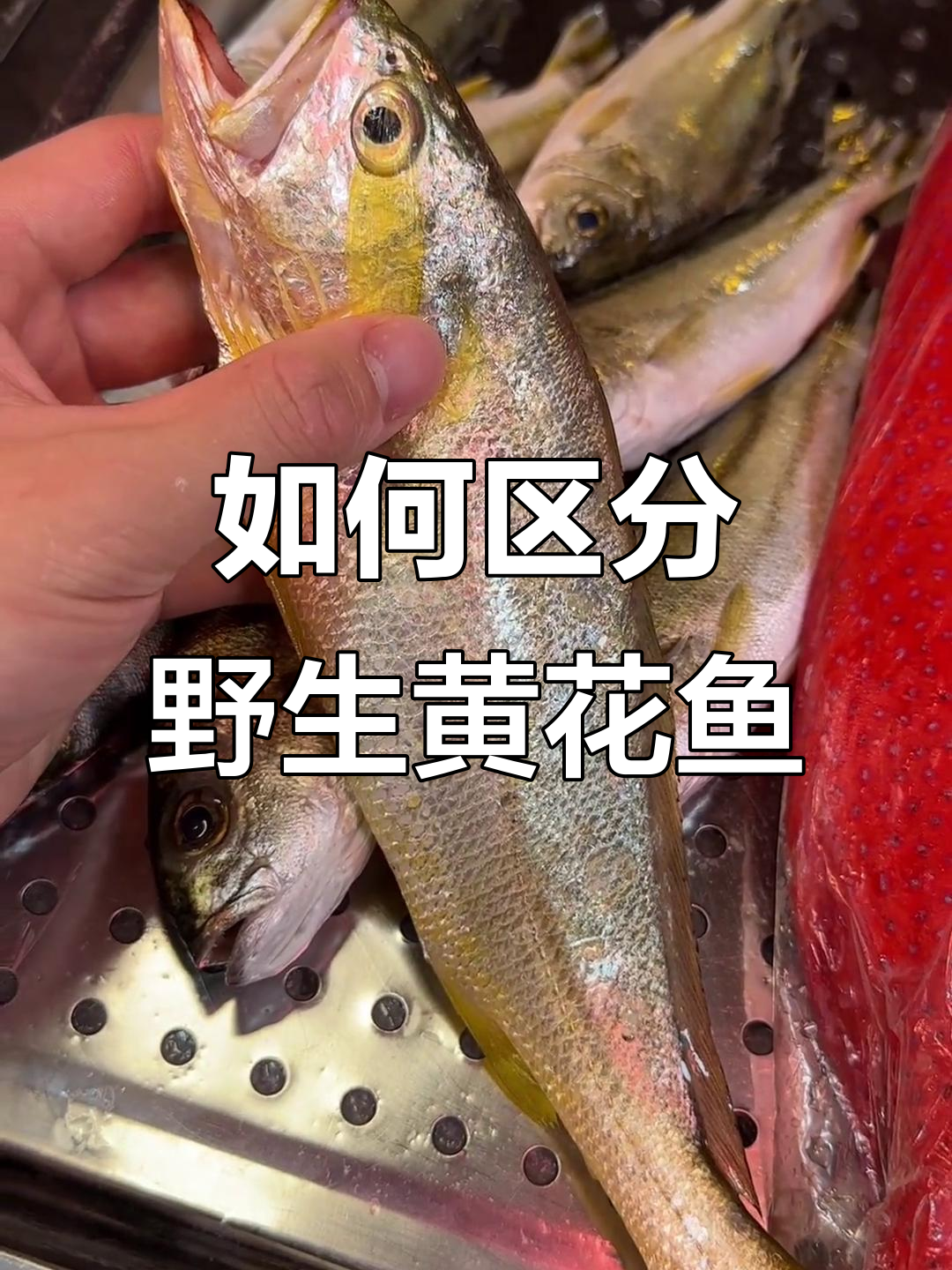 野生黄花鱼与养殖的区别,掌握这3个关键点轻松辨别