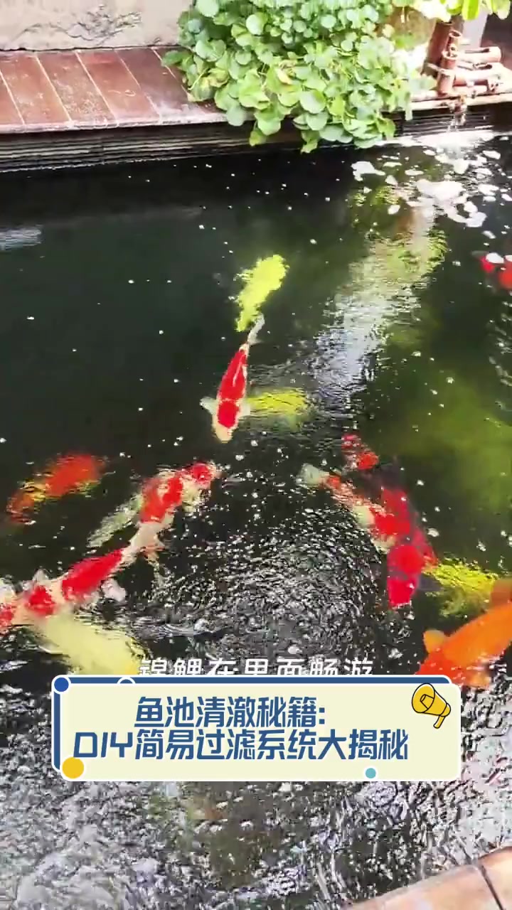 鱼池清澈秘籍:DIY简易过滤系统大揭秘