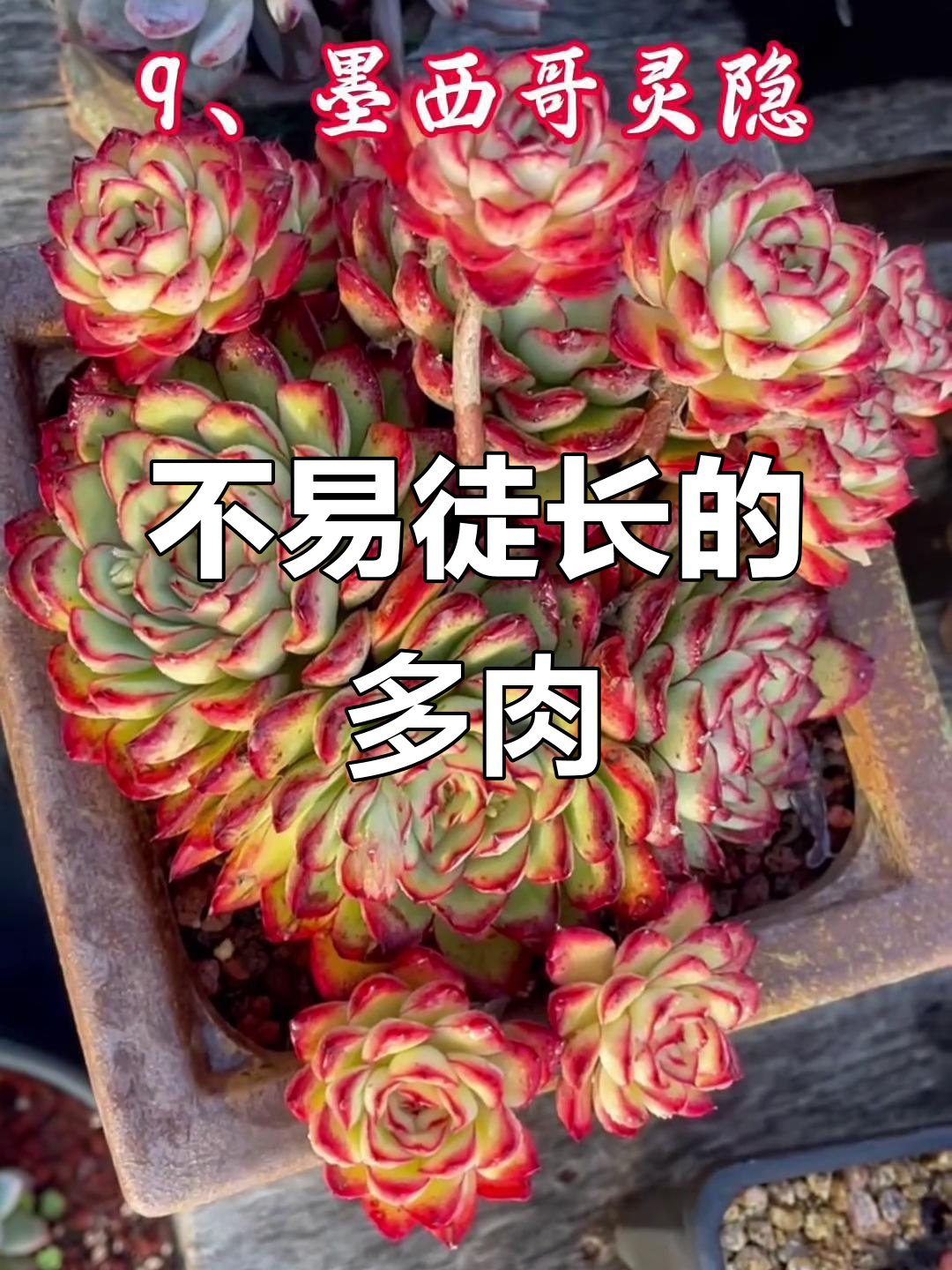 夏季不徒长的多肉植物，看看这些品种你中意吗？