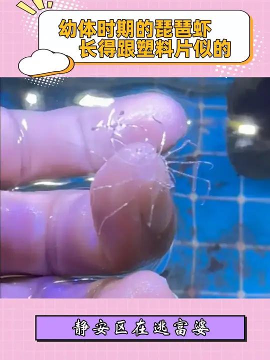 幼体时期的琵琶虾长得跟塑料片似的