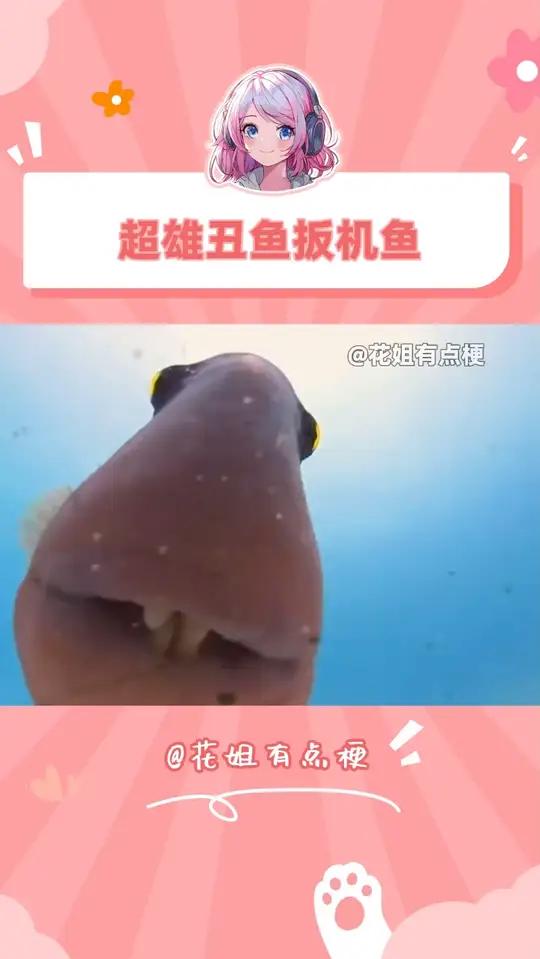 这玩意儿这么丑还是个“超雄” 扳机鱼