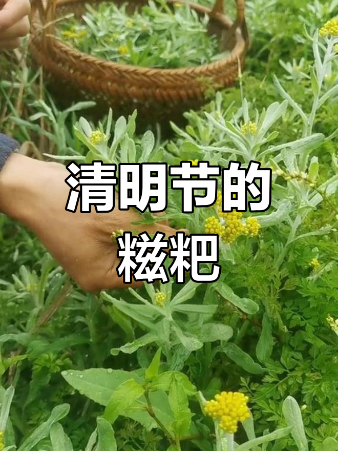 鼠曲草:清明节的美味野菜