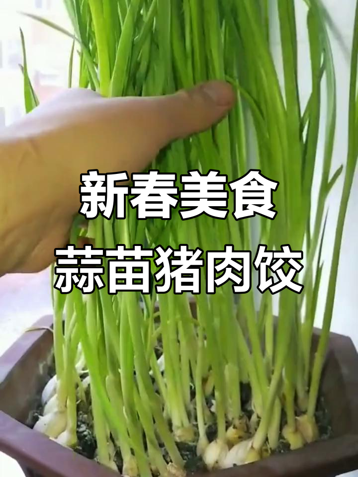 蒜苗新做法,搭配猪瘦肉馅儿做饺子,鲜香十足!