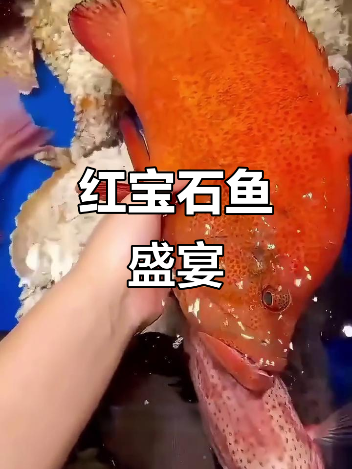 海底红宝石，东星斑闪耀登场，肉质鲜嫩如丝