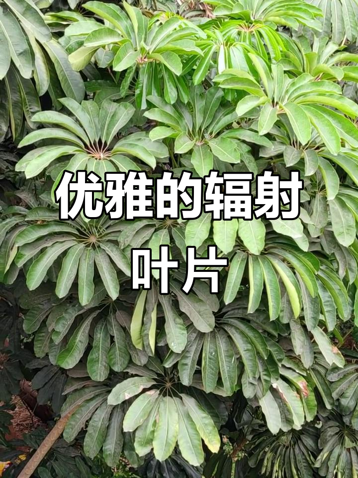 独特叶片，如扇形排列，辐叶鹅掌柴尽显优雅