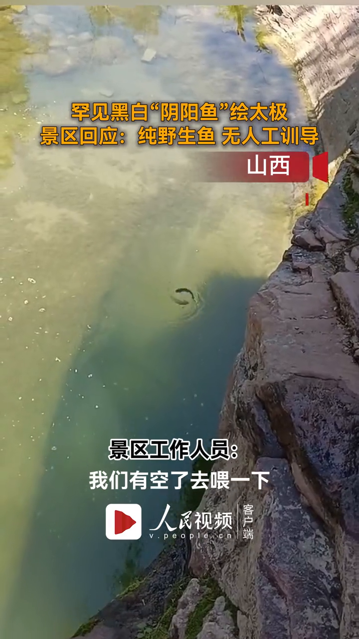 罕见黑白“阴阳鱼”绘太极,景区回应:纯野生鱼无人工训导