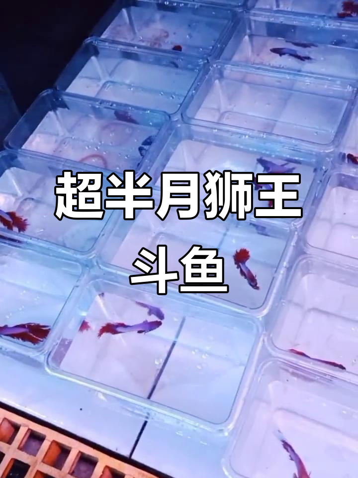 泰国进口狮王斗鱼到货,超半月彩虹黑金全屋惊艳登场