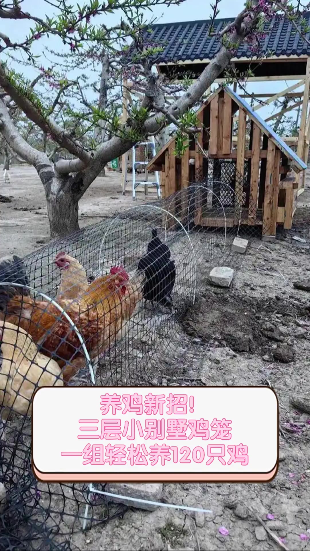 养鸡新招!三层小别墅鸡笼,一组轻松养120只鸡