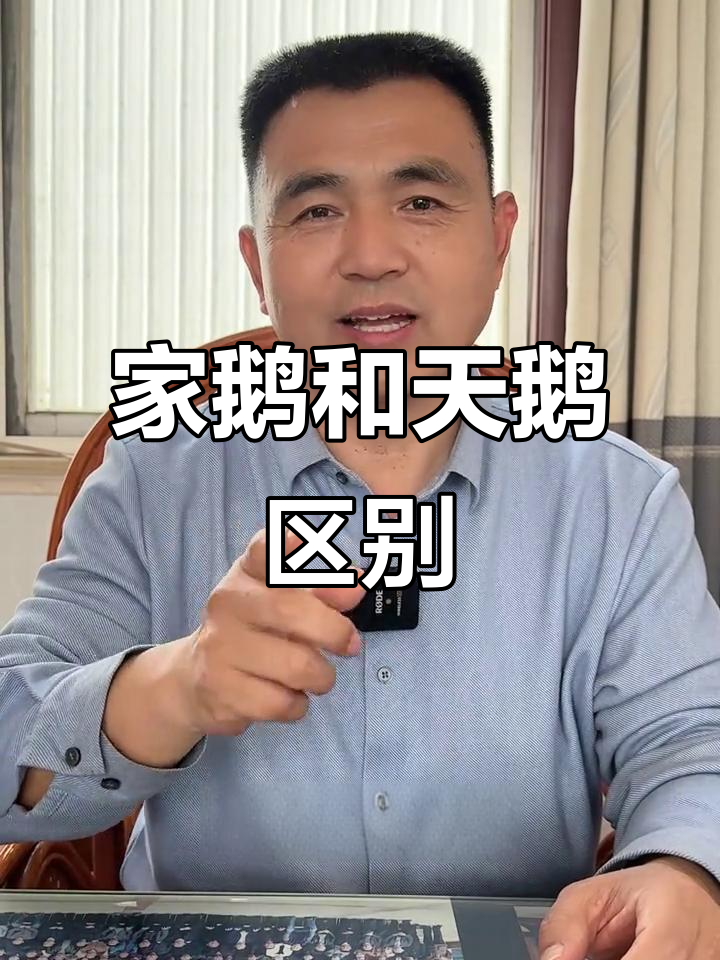 家鹅与天鹅的区别,原来它们不是亲戚!