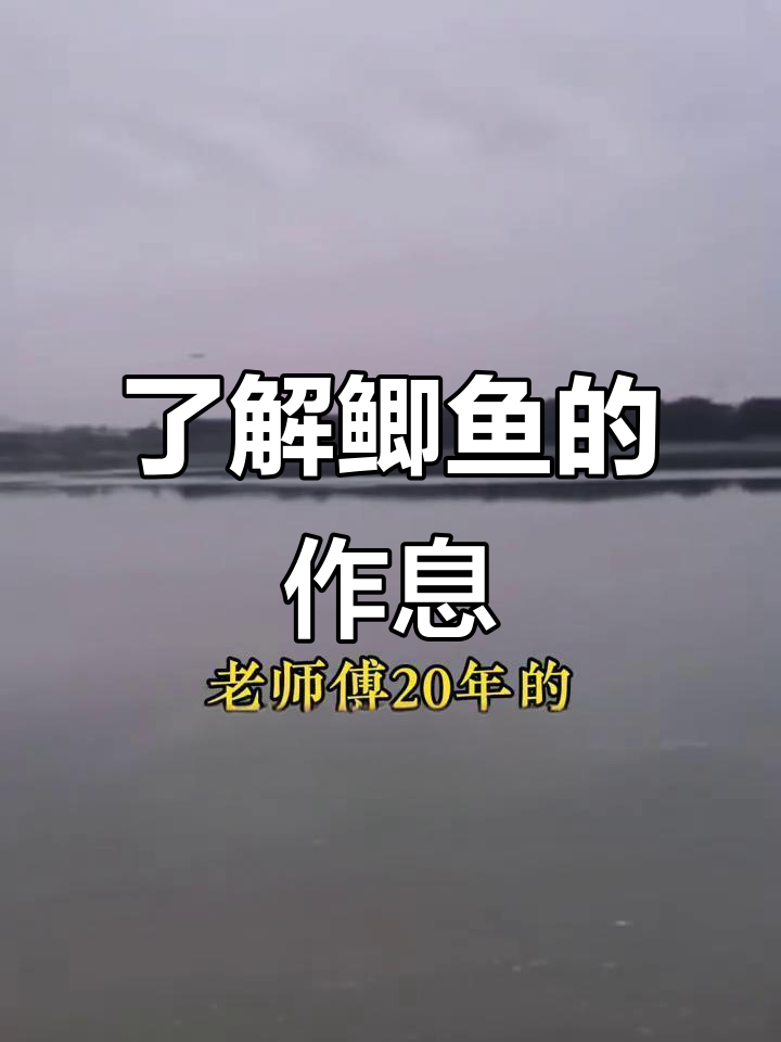 鲫鱼生活习性大揭秘,早晚觅食规律全掌握