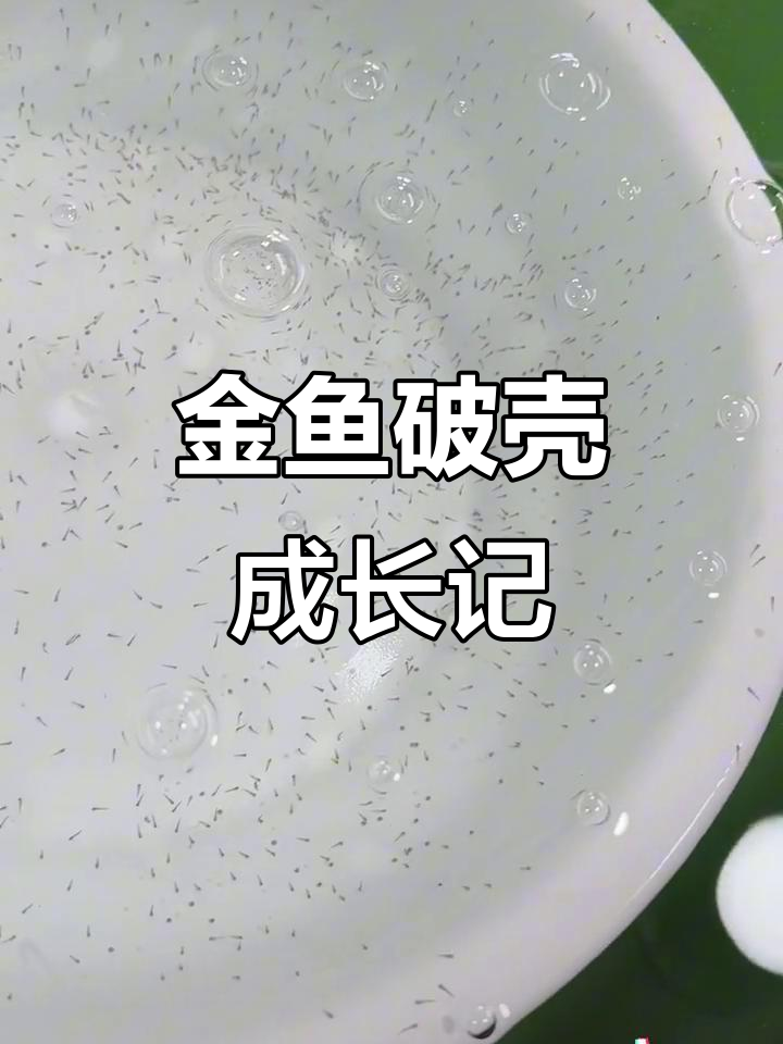 日寿金鱼破壳,第五天已成小针苗