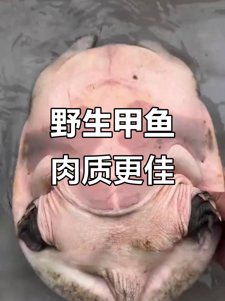 野生甲鱼与养殖甲鱼的营养差异,口感和价值大不同