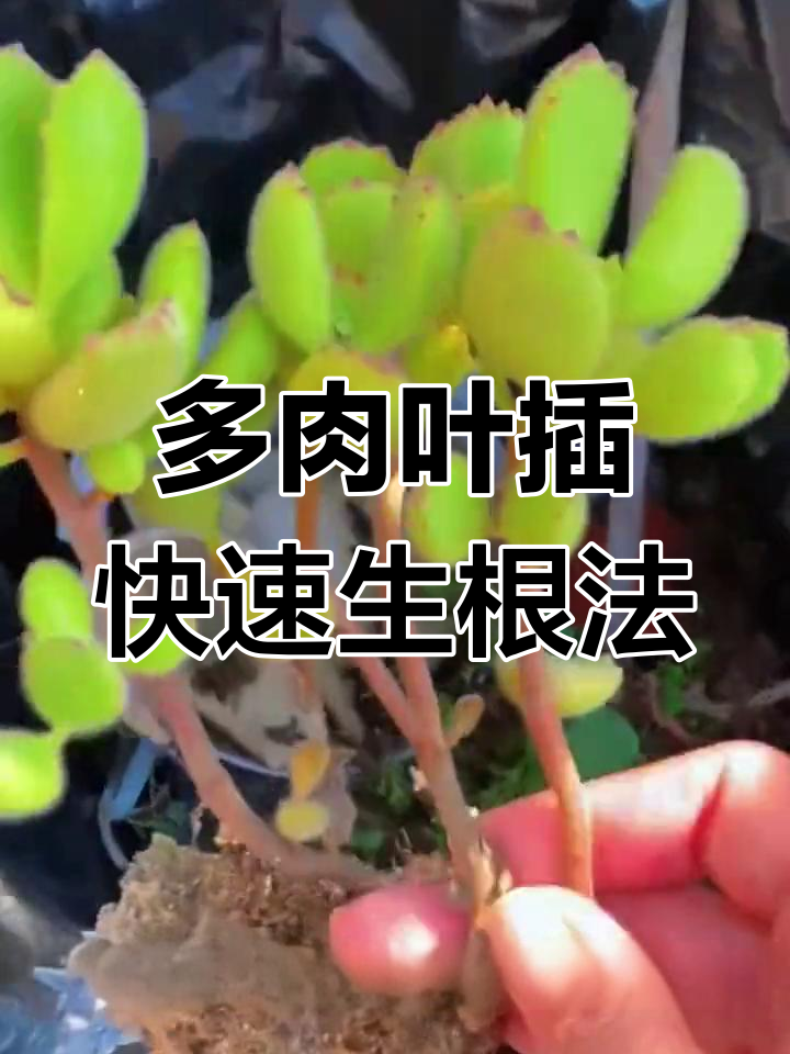 如何用纯颗粒土让不易叶插的多肉发芽?熊童子繁殖技巧揭秘