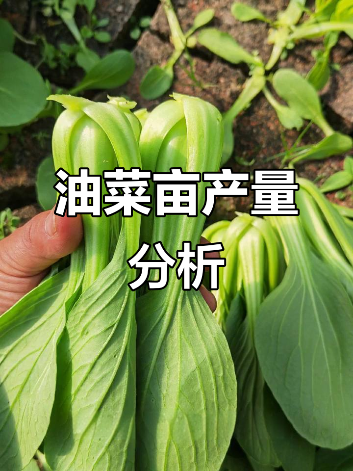 油菜亩产量能达多少斤？管理得当可超三百五十斤
