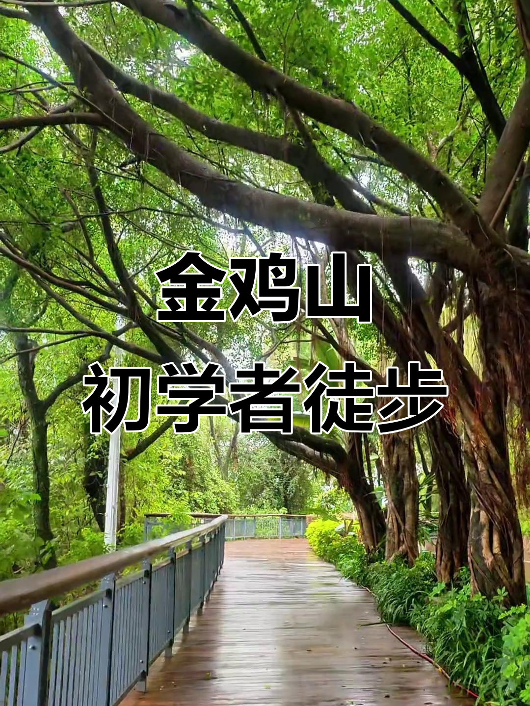 适合初学者的徒步路线,轻松往返金鸡山