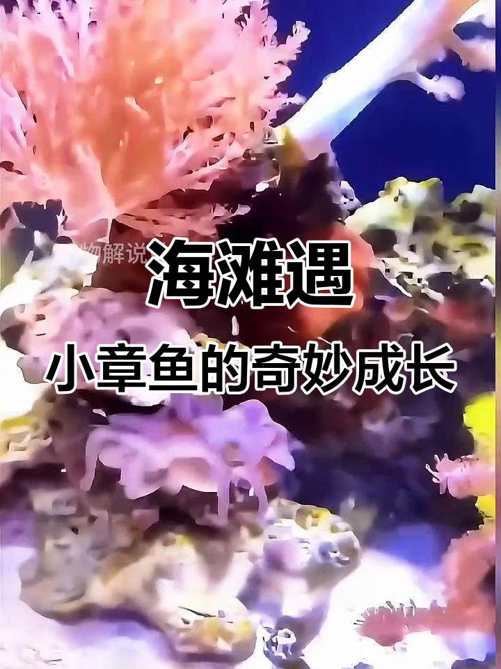 小哥海边捡到小章鱼,竟带来意外惊喜!它学会玩球还产卵了