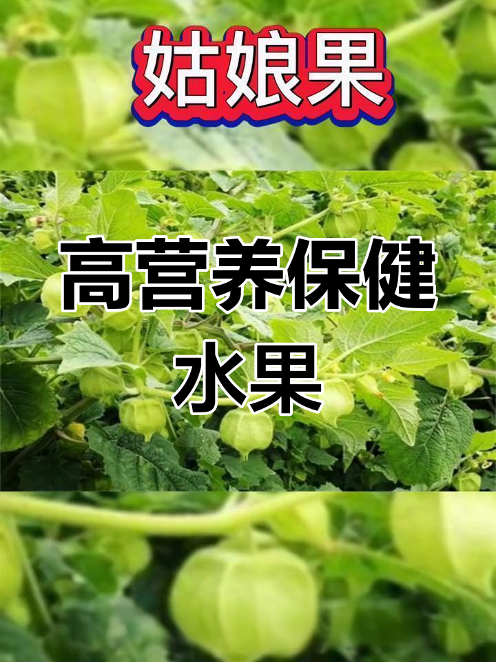 姑娘果的营养价值与药用功效