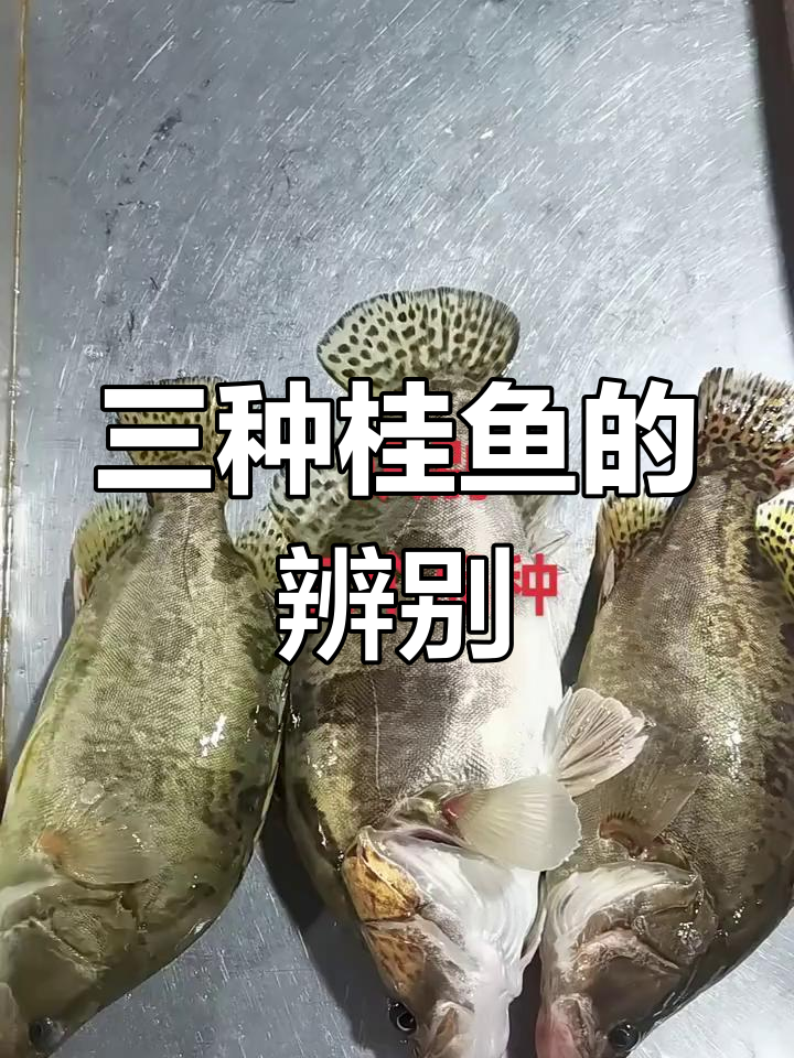 桂鱼品种差异解析