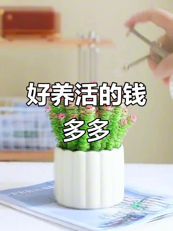 钱串多肉植物,养护得当轻松爆盆