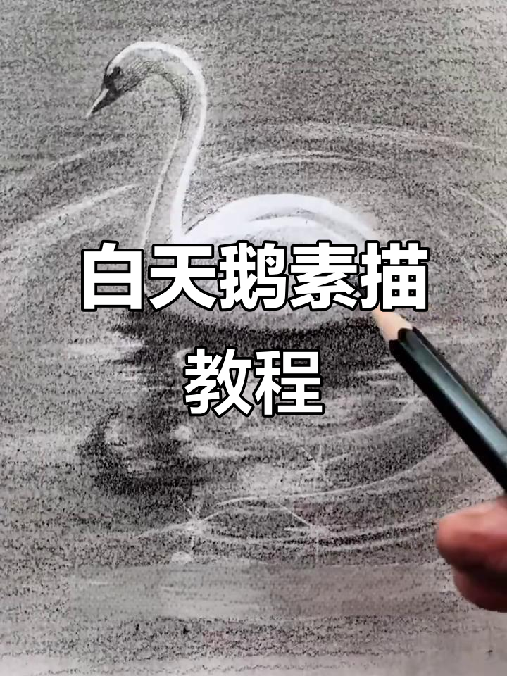 素描白天鹅与水波效果，轻松掌握技巧