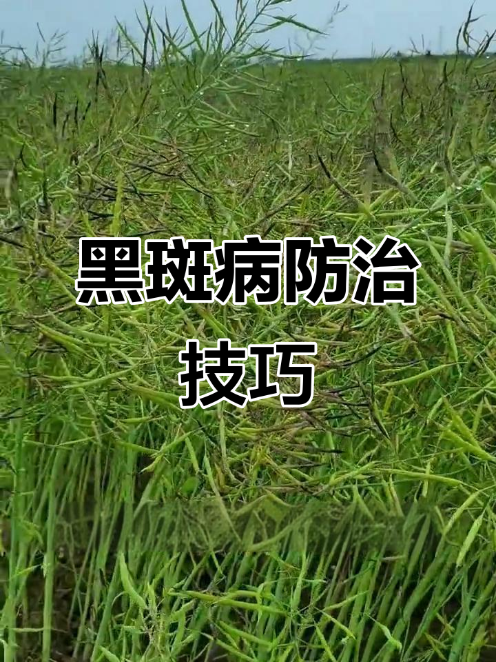油菜黑斑病防治全攻略,农业与药剂双管齐下