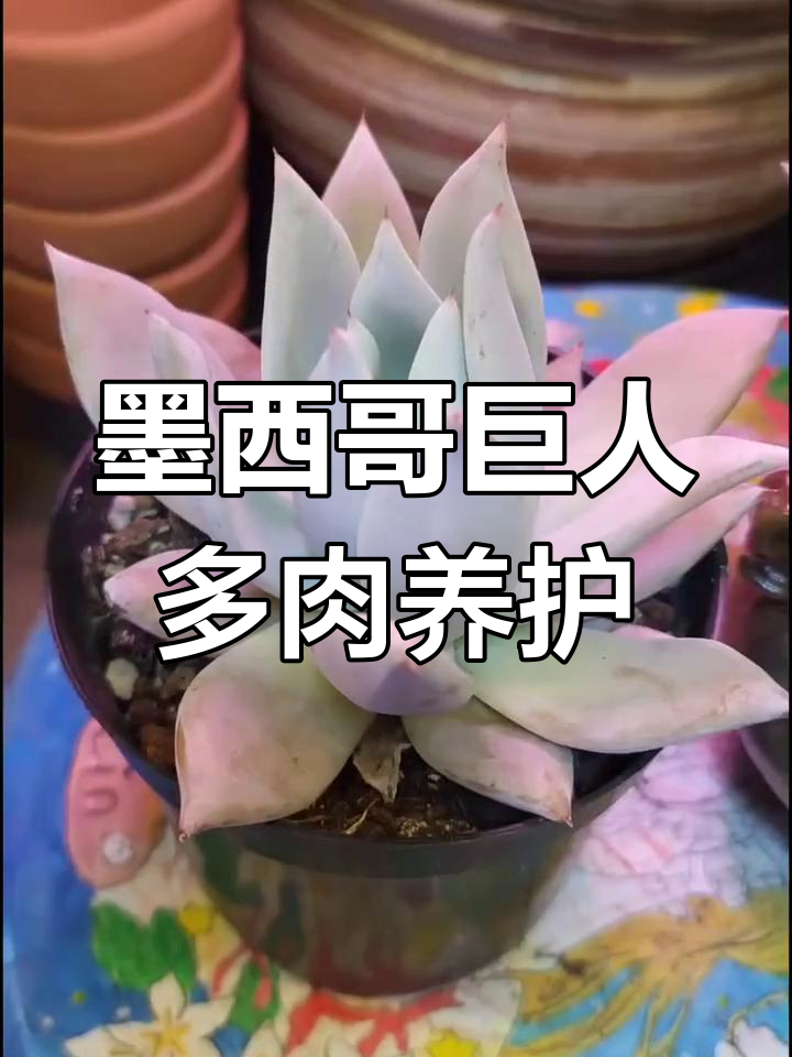 墨西哥巨人:从淡绿到白霜,仙气十足的多肉植物养护技巧