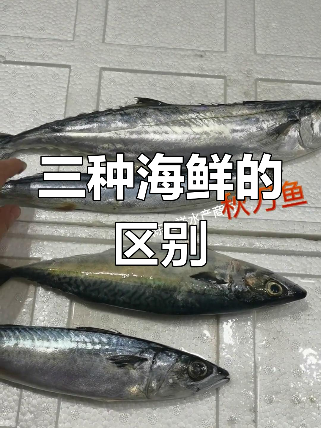 如何区分马鲛鱼、秋刀鱼和青占鱼?