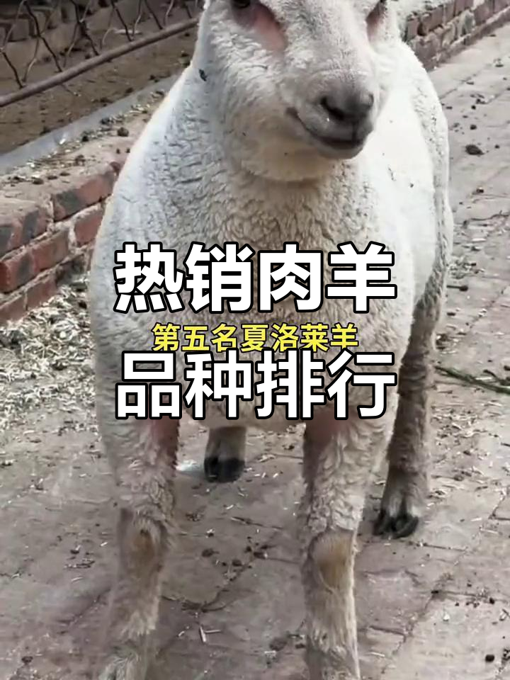 24年热门肉羊品种大揭秘,东弗里升羊为何领跑?