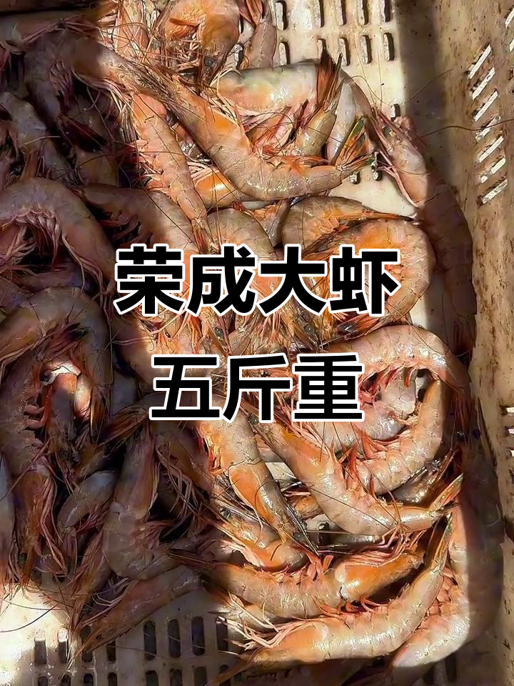 青岛烟台大虾比拼,荣成野生大虾更胜一筹