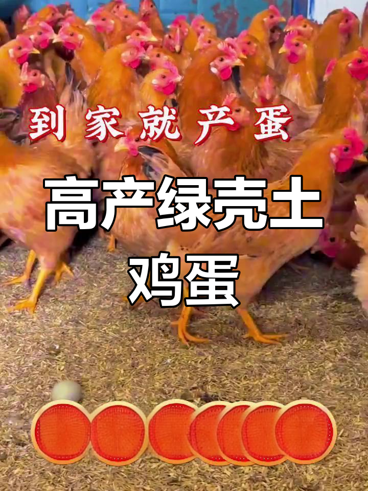 苏秦绿壳蛋鸡:四个月开始下蛋,高产又健康