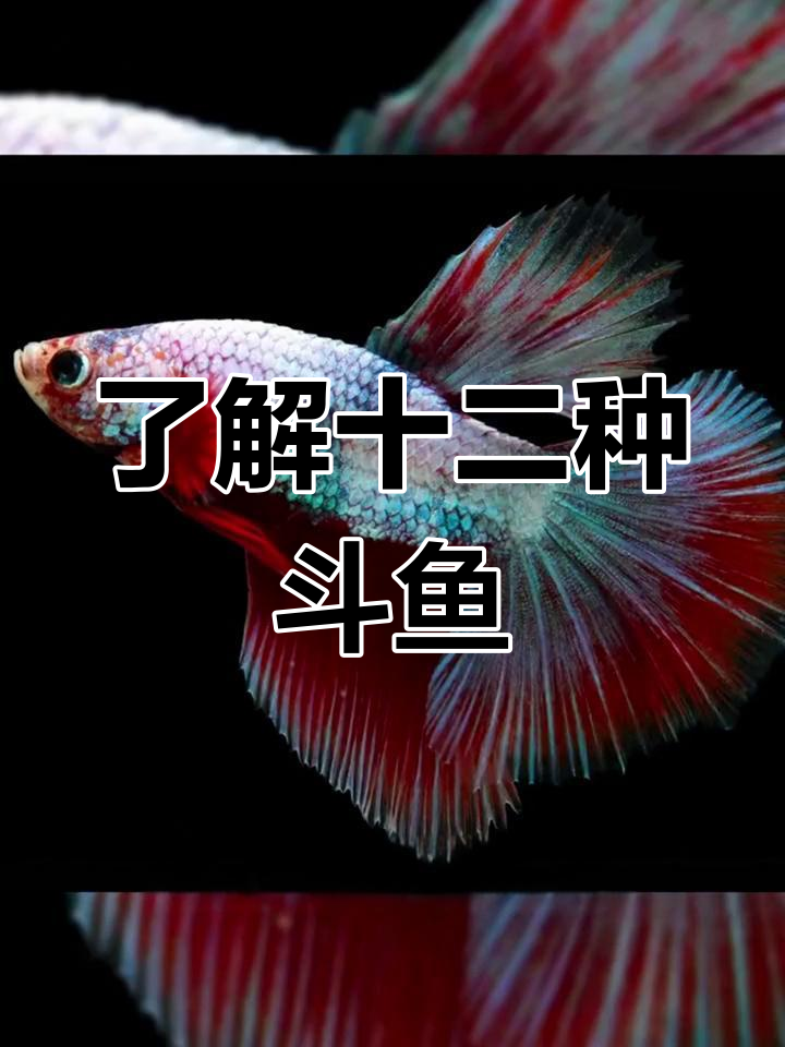 12种斗鱼大揭秘,半月、狮王等全解析