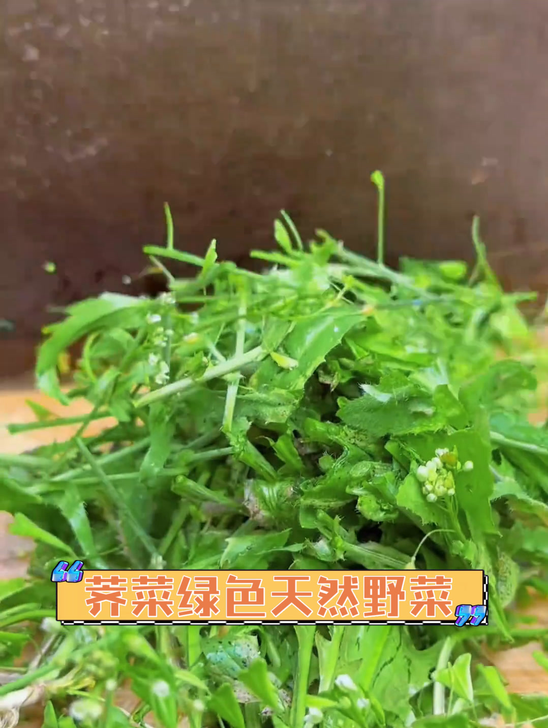 荠菜绿色天然野菜