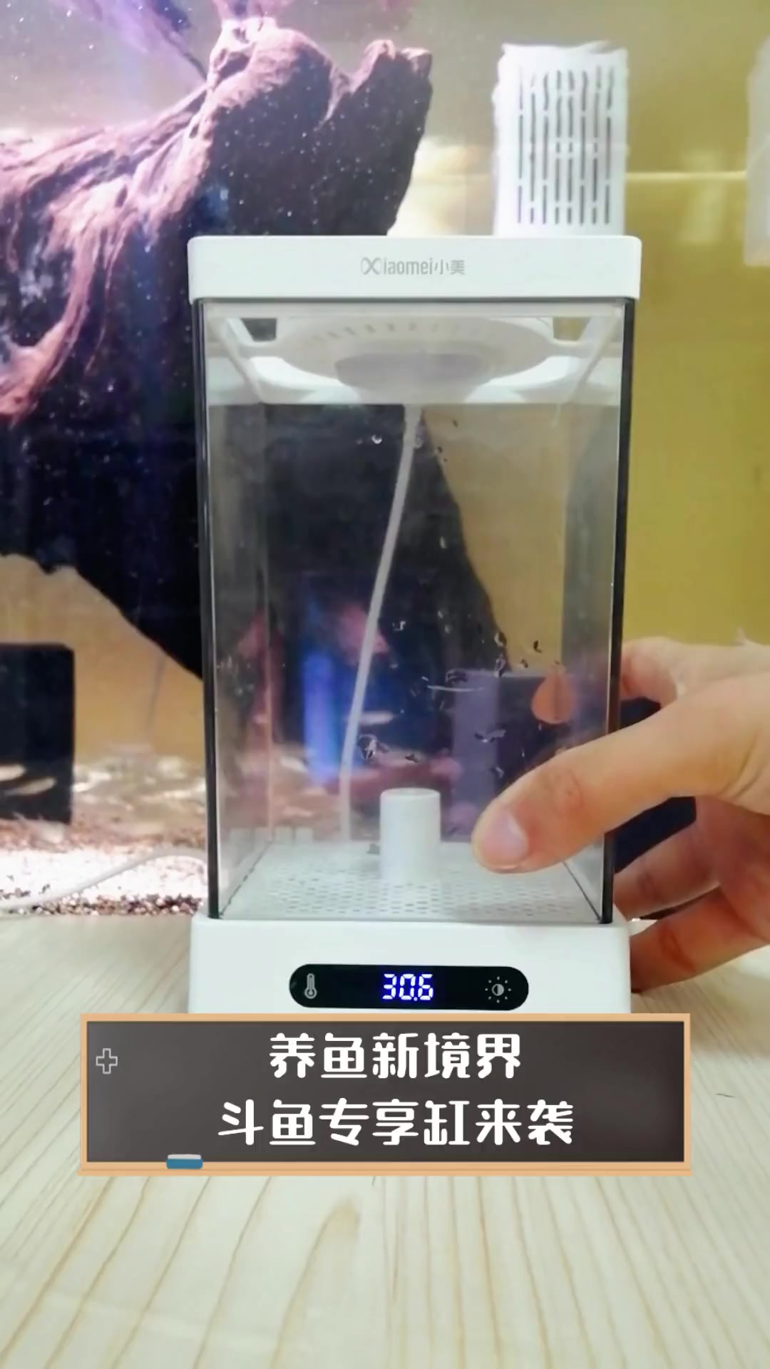 养鱼新境界,斗鱼专享缸来袭