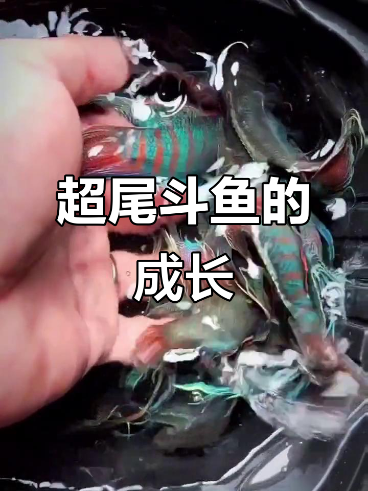 河沟里的“补叉”斗鱼，养大后颜色更美