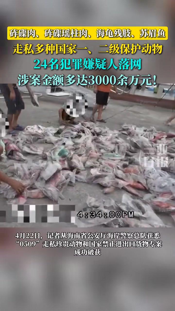 砗磲肉、砗磲瑶柱肉、海龟残肢、苏眉鱼……走私多种国家一、二级保护动物,24名犯罪嫌疑人落网