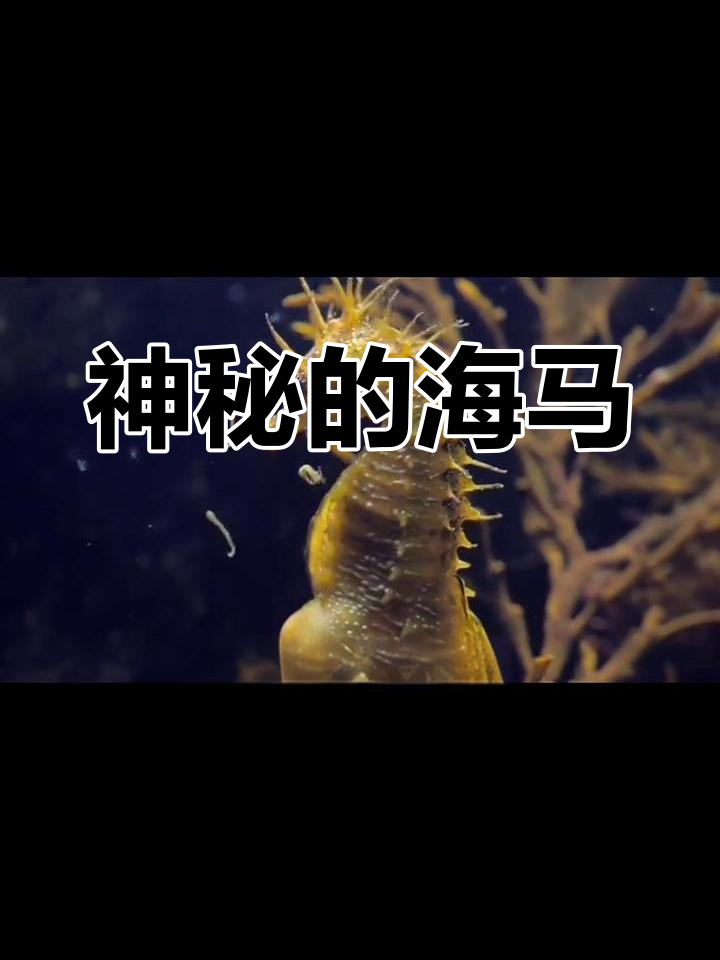 海马:不是牛马的神奇直立游泳者,揭秘海龙鱼的独特魅力