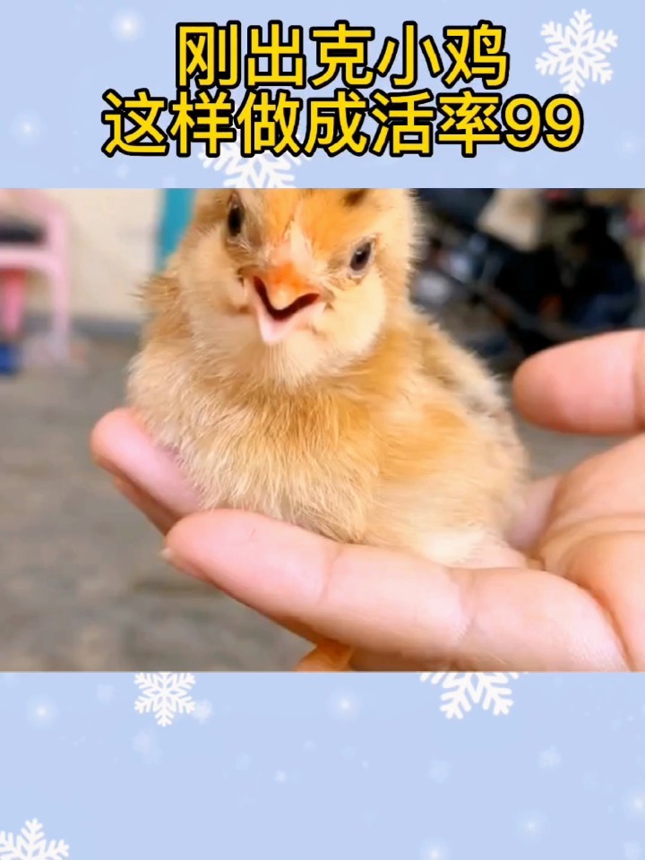 刚出壳小鸡这样喂成活率99