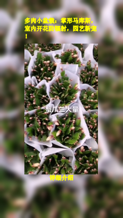 多肉小盆栽:掌形马库斯,室内开花防辐射,园艺新宠!