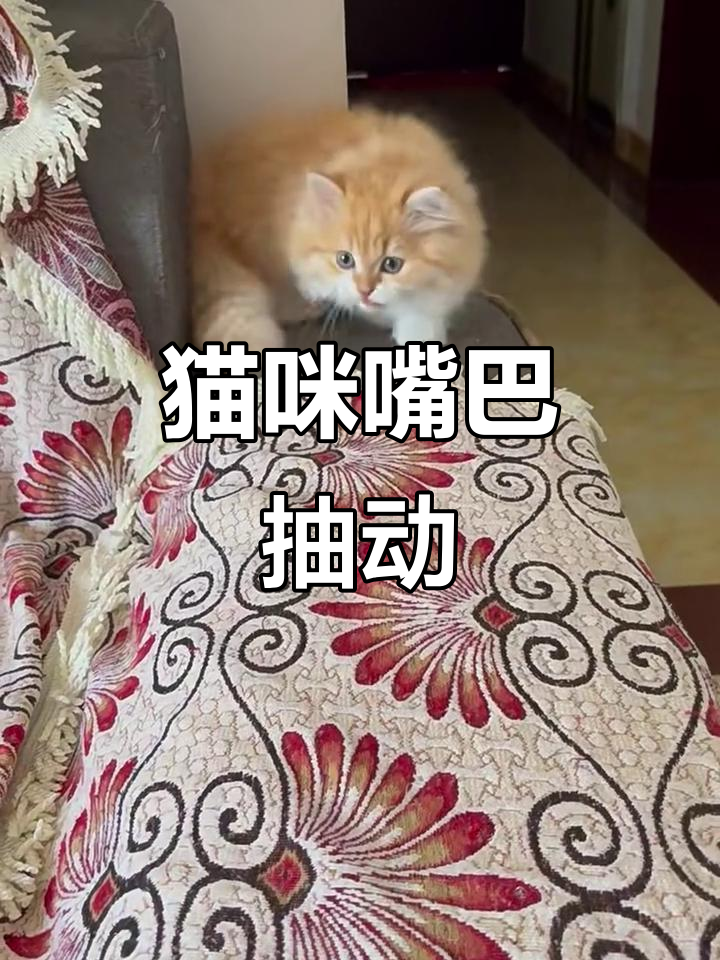 猫咪嘴巴疯狂抽搐,表情超疑惑