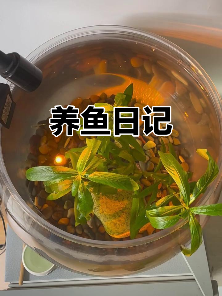 养鱼日常,观察小鱼的成长与变化